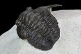 Diademaproetus Trilobite - Ofaten, Morocco #128981-4